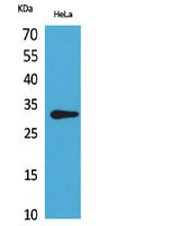 CD37 rabbit pAb - image 1