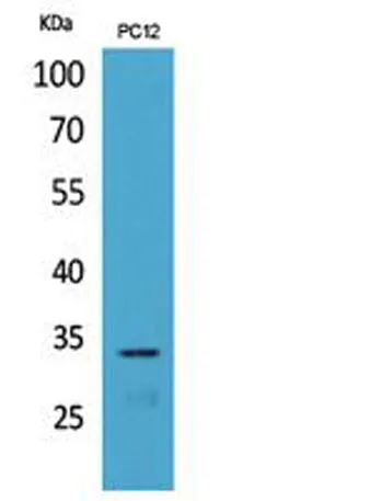 CD74 rabbit pAb - image 1