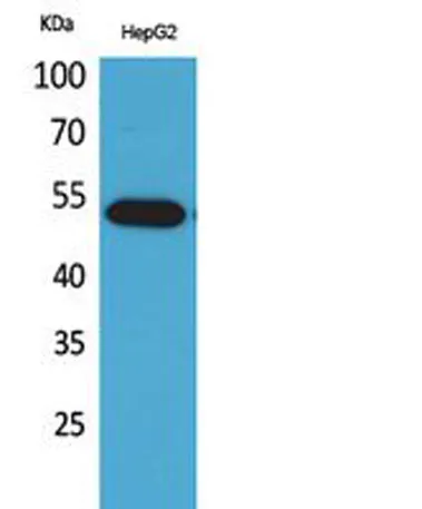 LIR-7 rabbit pAb - image 1