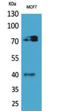 CD110 rabbit pAb