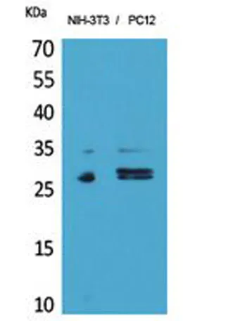 DcR1 rabbit pAb - image 1