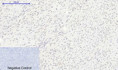 Histone H2A rabbit pAb - image 1