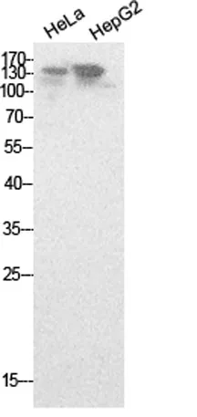 NCoA-3 rabbit pAb - image 1