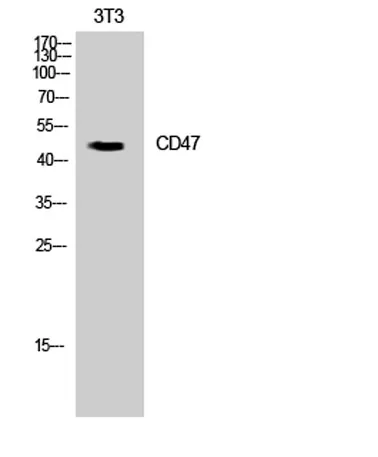 CD47 rabbit pAb - image 1