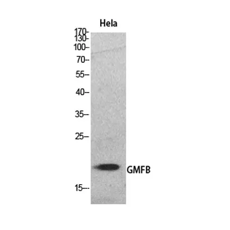 GMF-β rabbit pAb - image 1