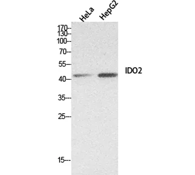 INDOL1 rabbit pAb - image 1