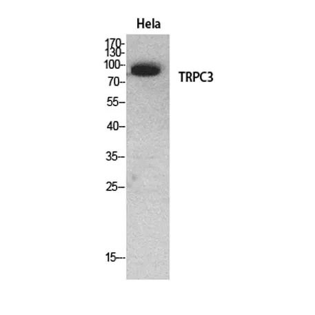 TRPC3 rabbit pAb - image 1