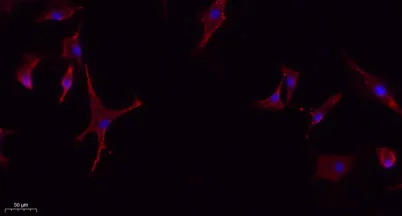 Glut4 rabbit pAb - image 1