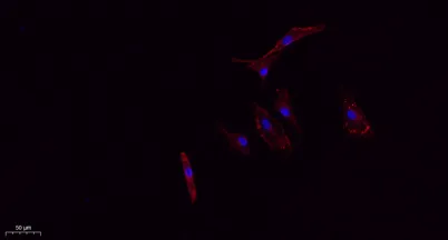 CD63 rabbit pAb