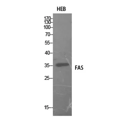 FAS rabbit pAb - image 1