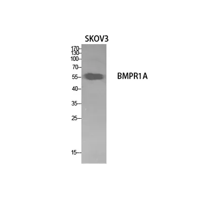 CD292 rabbit pAb - image 1