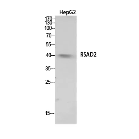 RSAD2 rabbit pAb - image 1