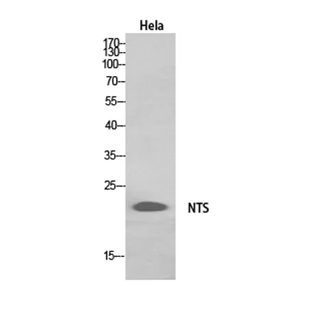 Neurotensin rabbit pAb - image 1