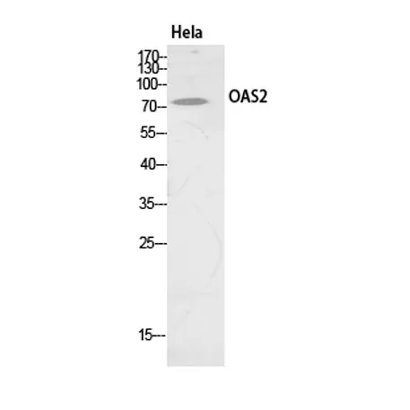 OAS2 rabbit pAb - image 1