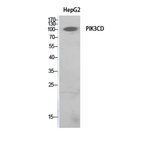 PI 3-Kinase p110δ rabbit pAb - image 1