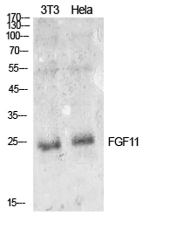 FGF-11 rabbit pAb - image 1