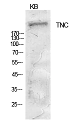 Tenascin-C rabbit pAb - image 1