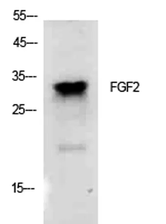 FGF-2 rabbit pAb - image 1