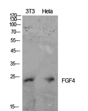 FGF-4 rabbit pAb - image 1
