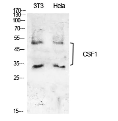 M-CSF rabbit pAb - image 1
