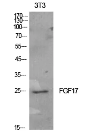 FGF-17 rabbit pAb - image 1