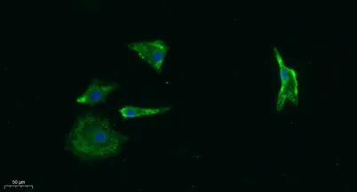 AChRα1 rabbit pAb - image 1