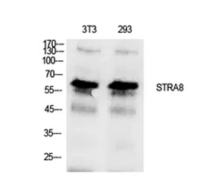 Stra8 rabbit pAb