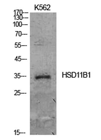 11β-HSD1 rabbit pAb - image 1