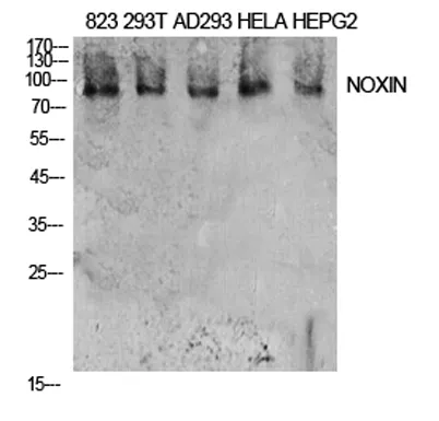 NOXIN rabbit pAb