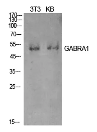 GABAA Rα1 rabbit pAb - image 1