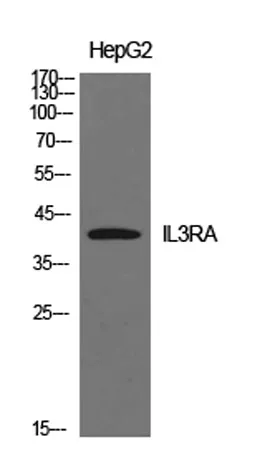 IL-3Rα rabbit pAb - image 1