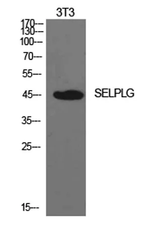 PSGL-1 rabbit pAb - image 1