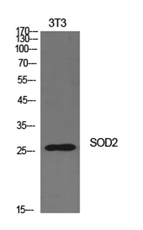 SOD-2 rabbit pAb - image 1