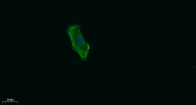 Talin-1 rabbit pAb - image 1