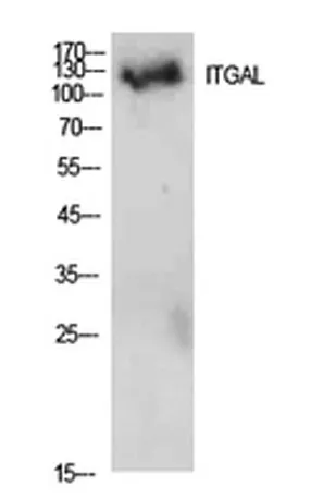 Integrin αL rabbit pAb