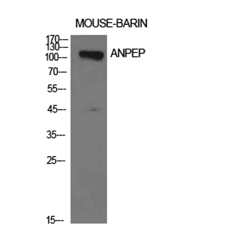 CD13 rabbit pAb - image 1