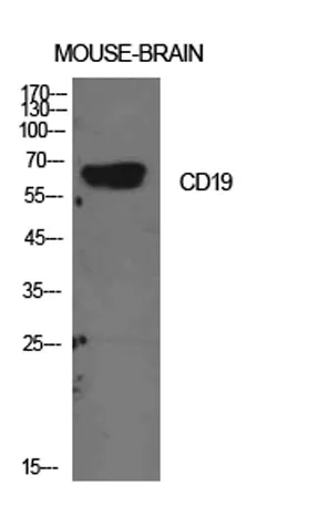 CD19 rabbit pAb - image 1