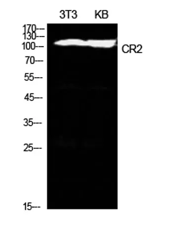 CD21 rabbit pAb - image 1