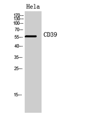 CD39 rabbit pAb - image 1