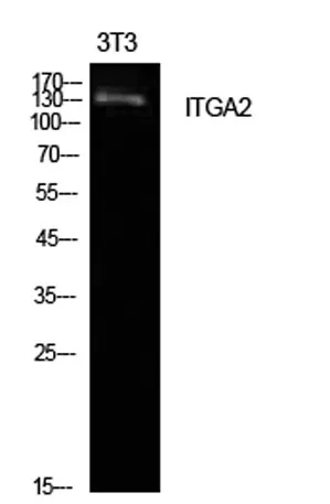 Integrin α2 rabbit pAb - image 1
