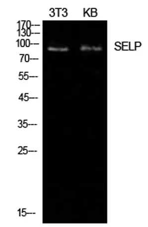 P-Selectin rabbit pAb - image 1