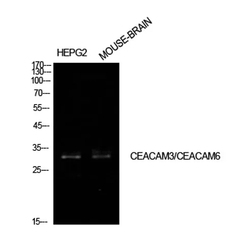 CD66c/d rabbit pAb - image 1