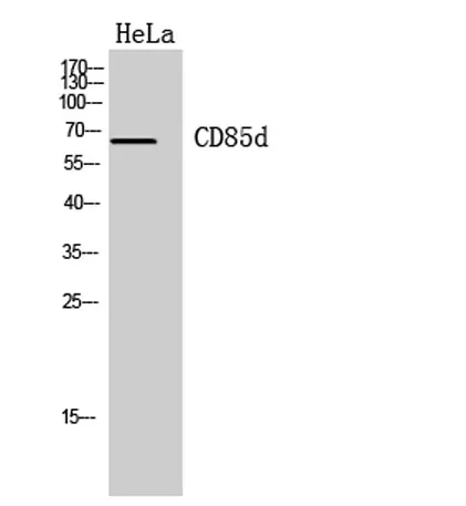 CD85d rabbit pAb