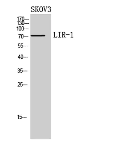 LIR-1 rabbit pAb - image 1