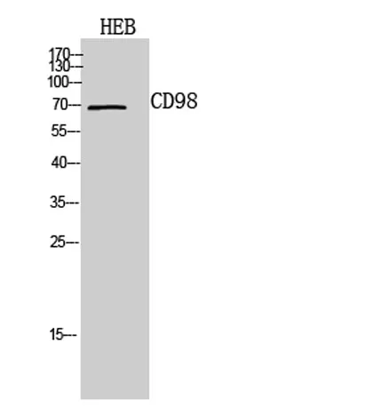 CD98 rabbit pAb - image 1