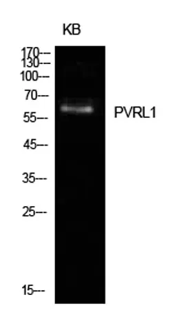 Nectin 1 rabbit pAb - image 1