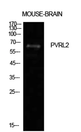 Nectin 2 rabbit pAb - image 1