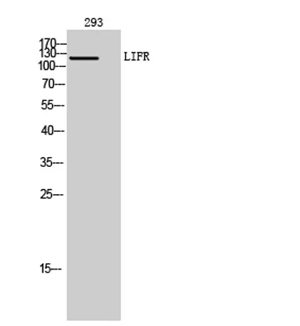 LIFR rabbit pAb - image 1