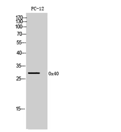 Ox40 rabbit pAb - image 1
