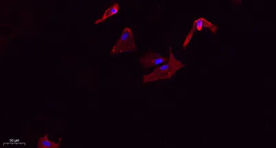 VE-Cadherin rabbit pAb - image 1